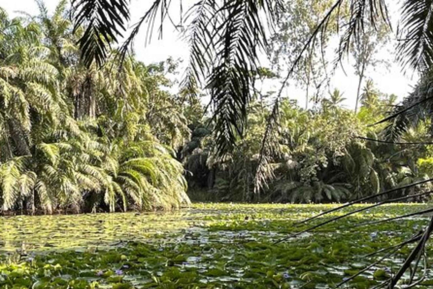 Zanzibar: Fengselsøya, besøk på krydderfarm og svømming med skilpadder