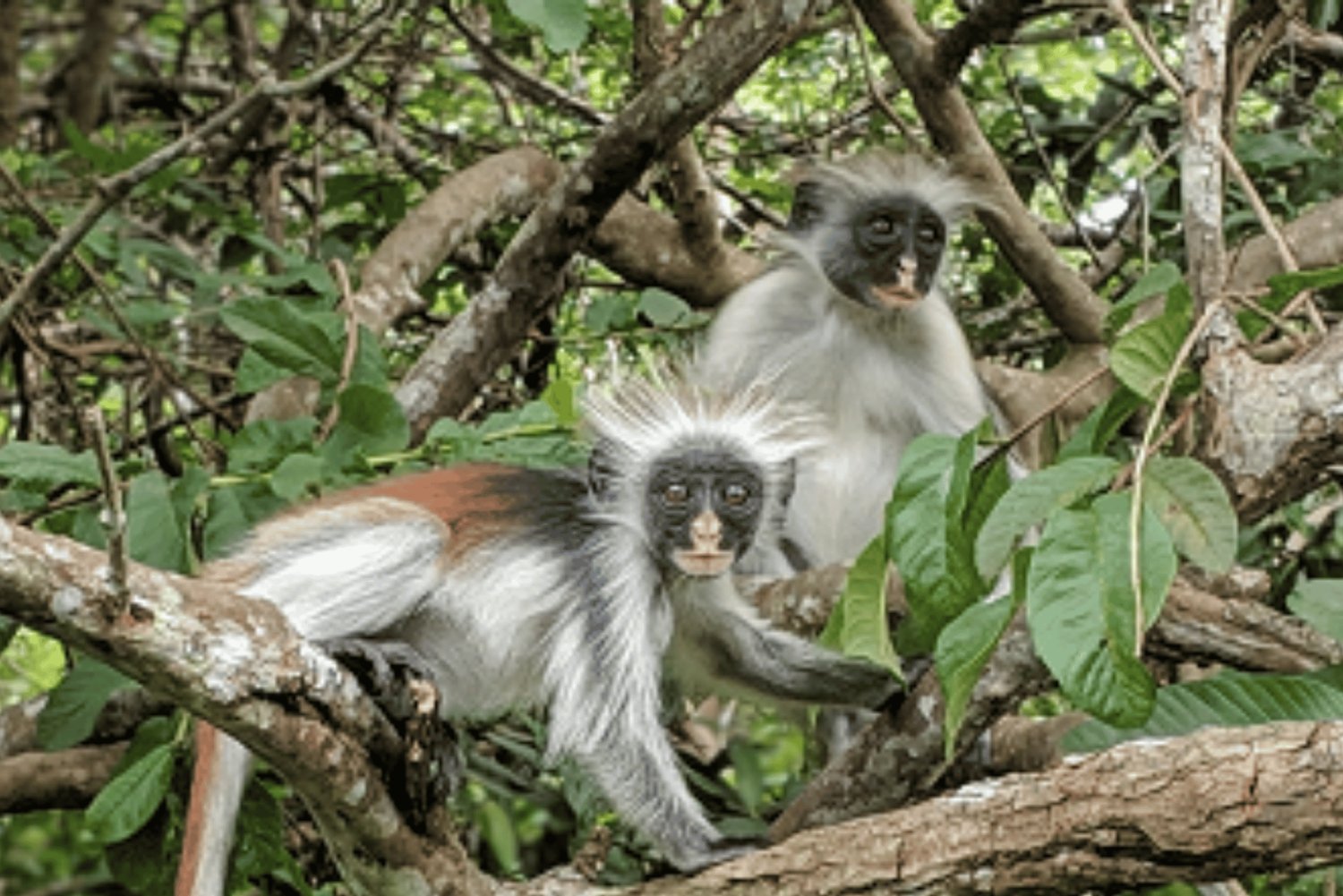 Zanzibar: Fengselsøya, besøk på krydderfarm og svømming med skilpadder