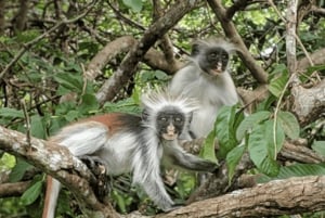 Zanzibar: Fengselsøya, besøk på krydderfarm og svømming med skilpadder