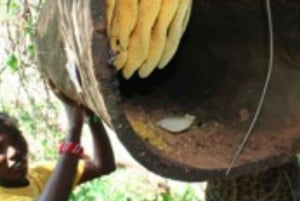 Zanzibar: Fengselsøya, besøk på krydderfarm og svømming med skilpadder