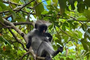 Zanzibar: Blue Safari Kwale Islandilla snorklaus & grilliateria