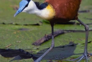 Zanzibar: Tur til krydderfarm og guidet vandring i Stone Town