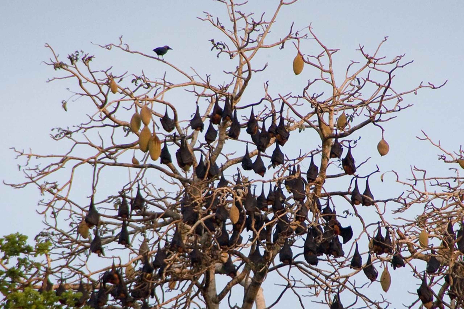 ZANZÍBAR: Cueva de Salaam, Isla Prisión y excursión al bosque de Jozani