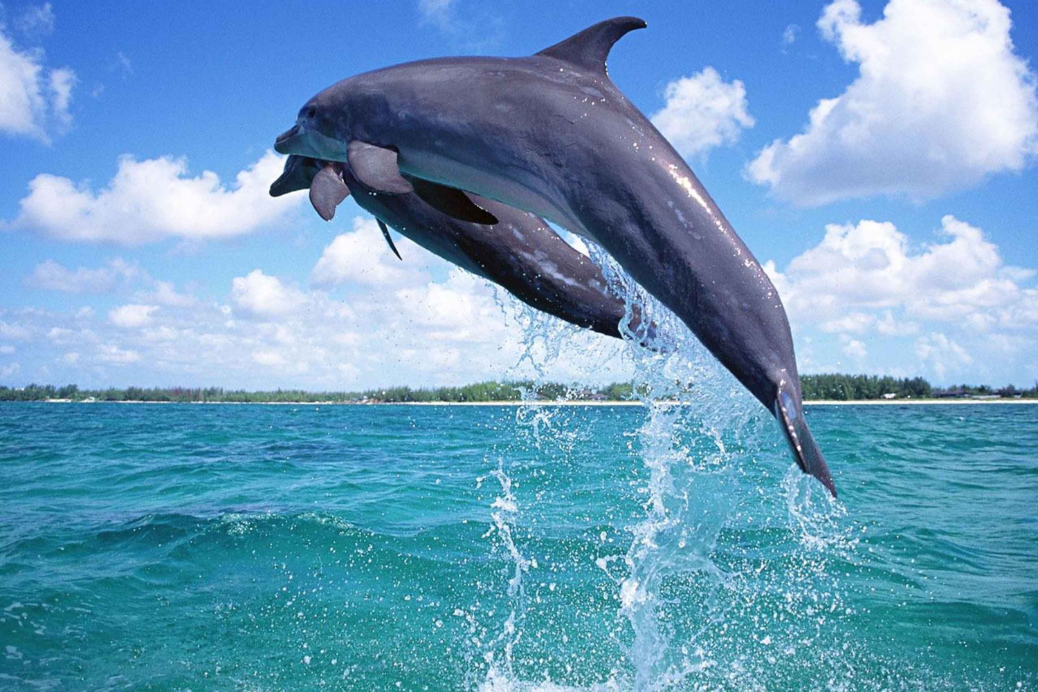 Zanzibar: Traditional Dhow Sunset Cruise in Kendwa & Nungwi