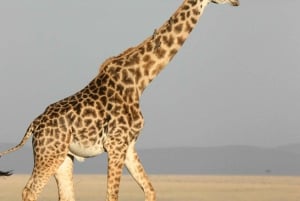 Zanzibar: Mikumi 3-dages dyrelivssafari og cykeltur