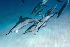 Safari de 5 jours à Zanzibar et Mikumi avec vol inclus