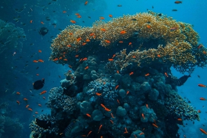 Safari de 5 jours à Zanzibar et Mikumi avec vol inclus