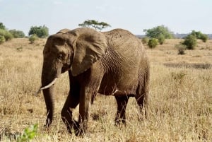 ザンジバル：ミクミ国立公園サファリ2日間（航空券付