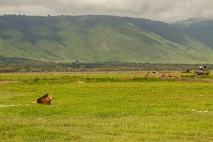 ザンジバル：ミクミ国立公園サファリ2日間（航空券付