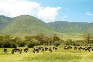 ザンジバル：ミクミ国立公園サファリ2日間（航空券付