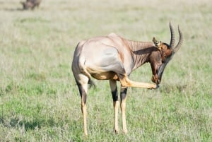 ザンジバル：ミクミ国立公園サファリ2日間（航空券付