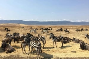 ザンジバル：ミクミ国立公園サファリ2日間（航空券付