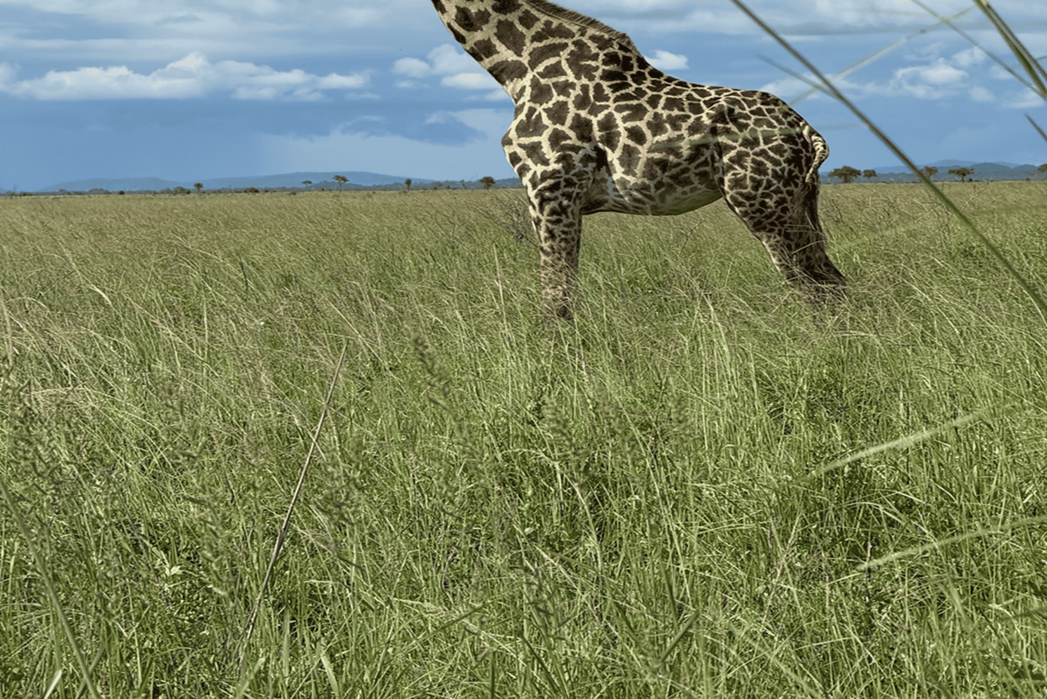 Zanzibar: Safari de 3 dias no Parque Nacional de Mikumi