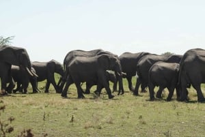 Zanzibar: Mikumi National Park 3-Day Safari with Train