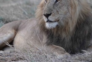 Zanzibar: Mikumi National Park 3-Day Safari with Train