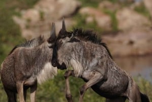 Zanzibar: Mikumi National Park 3-Day Safari with Train