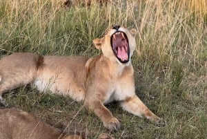 Zanzibar: Mikumi National Park 3-Day Safari with Train