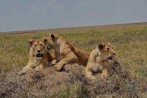 Zanzibar: Mikumi National Park 3-Day Safari with Train