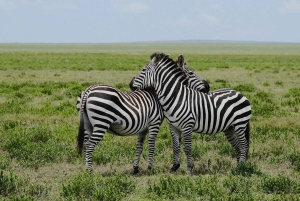 Zanzibar: Mikumi National Park 3-Day Safari with Train