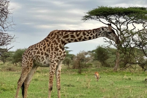 Zanzibar: Mikumi National Park 3-Day Safari with Train