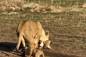 Zanzibar: Mikumi National Park 3-Day Safari with Train