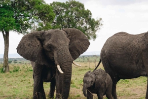 Zanzibar: Mikumi National Park 3-Day Safari with Train