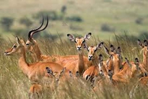 Safari de 3 jours et 2 nuits de Zanzibar à Mikumi en ferry