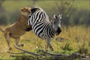 Safari de 3 jours et 2 nuits de Zanzibar à Mikumi en ferry