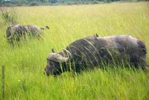 Занзибар: однодневная поездка в национальный парк Микуми с перелетом