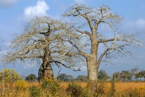 Занзибар: однодневная поездка в национальный парк Микуми с перелетом