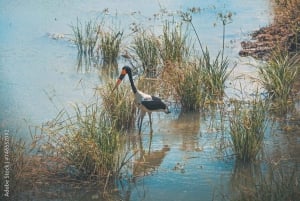 Занзибар: однодневная поездка в национальный парк Микуми с перелетом