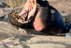 Sansibar: Mikumi-Nationalpark-Safari mit Flug