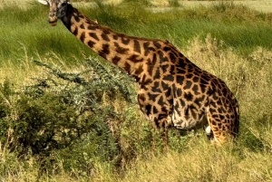 Sansibar: Mikumi-Nationalpark-Safari mit Flug