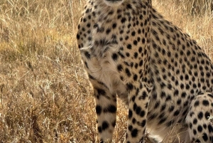 Sansibar: Mikumi-Nationalpark-Safari mit Flug