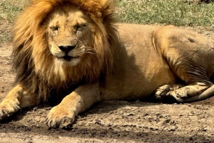 Sansibar: Mikumi-Nationalpark-Safari mit Flug