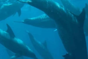 ZANZÍBAR: Mnemba: excursión de un día a las Maldivas africanas con almuerzo incluido.