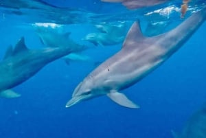 ZANZÍBAR: Mnemba: excursión de un día a las Maldivas africanas con almuerzo incluido.