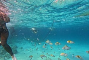 ZANZÍBAR: Mnemba: excursión de un día a las Maldivas africanas con almuerzo incluido.