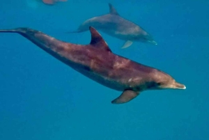 ZANZIBAR: Mnemba: afrykańskie Malediwy – wycieczka z lunchem