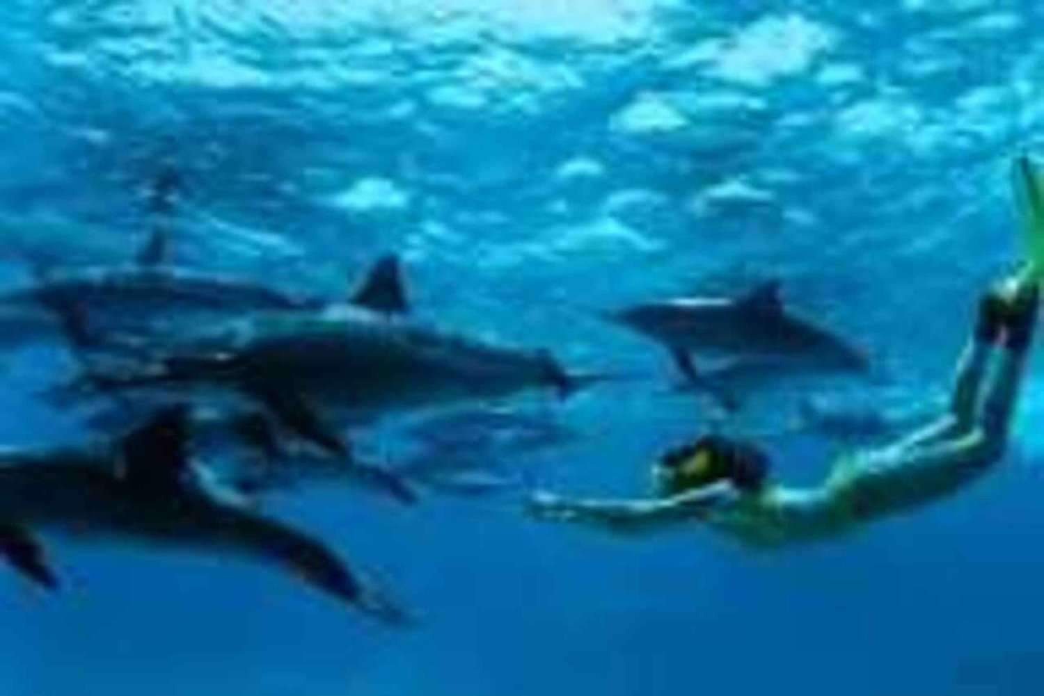 Zanzibar : excursion dauphins et snorkeling à l'atoll de Mnemba