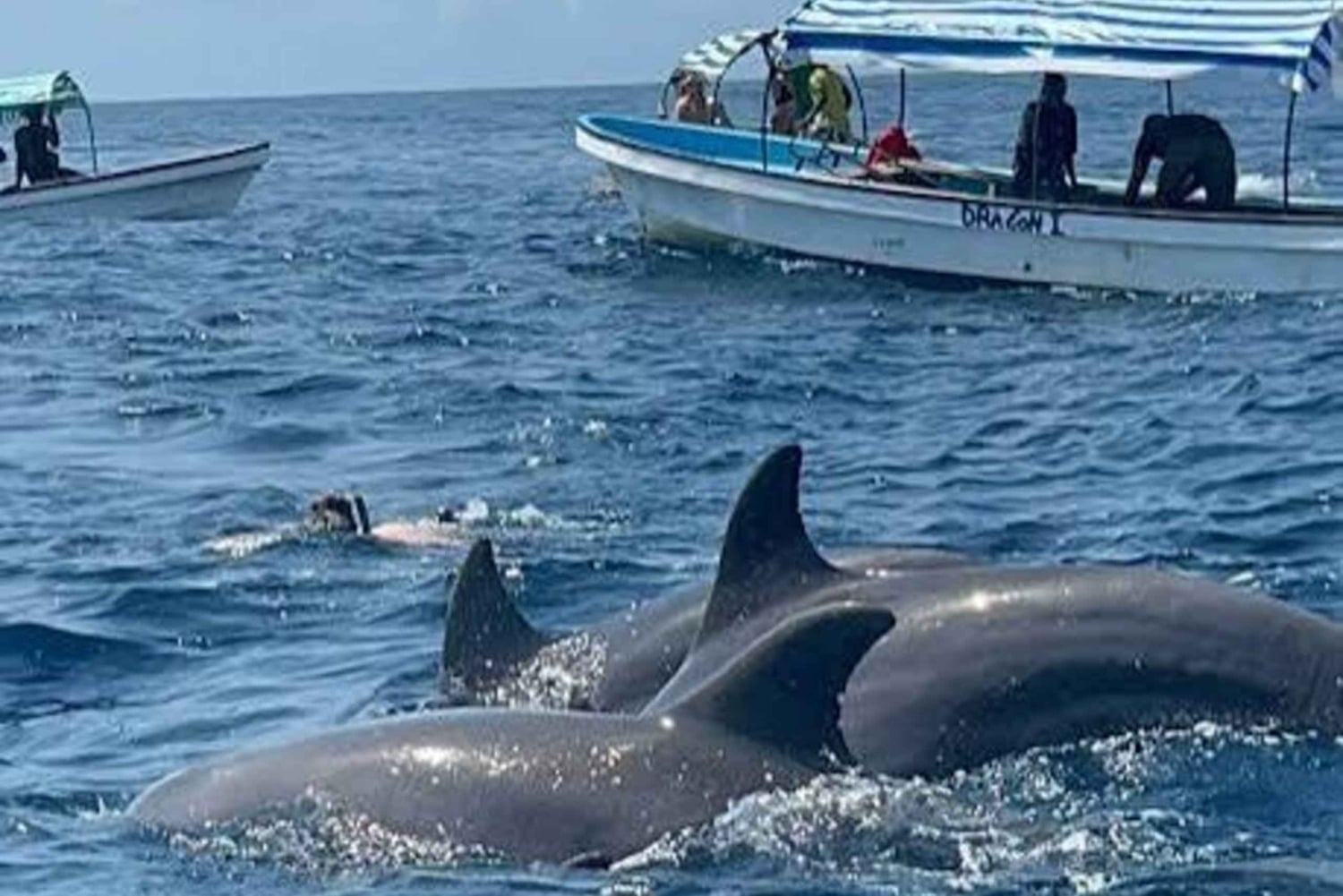 Zanzibar: Atol Mnemba – delfiny i nurkowanie z rurką