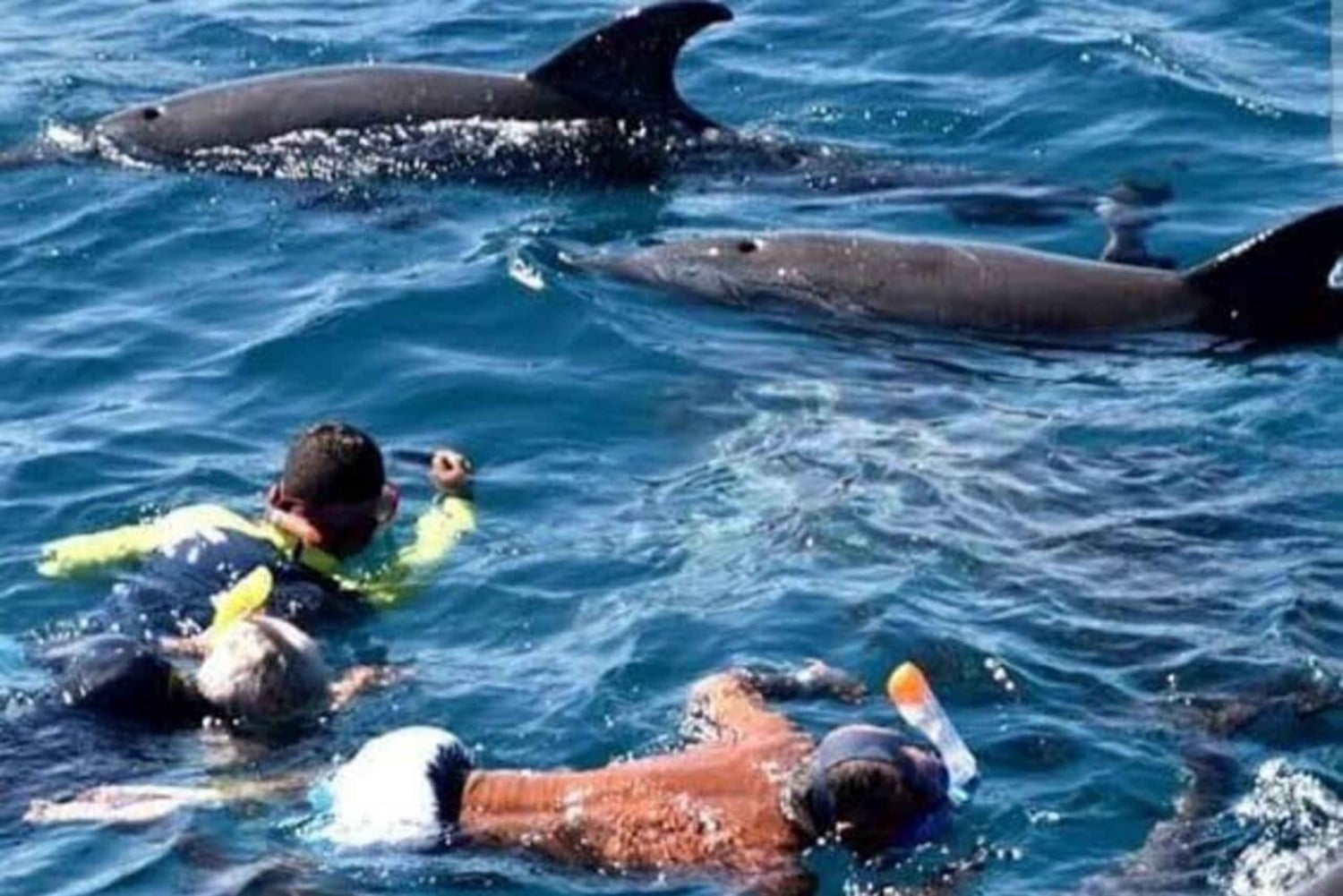 Zanzibar: Atol Mnemba – delfiny i nurkowanie z rurką