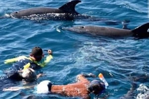 Zanzibar : excursion dauphins et snorkeling à l'atoll de Mnemba