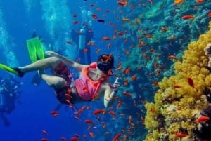 Zanzibar : excursion dauphins et snorkeling à l'atoll de Mnemba