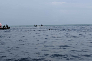 Zanzibar: excursão de mergulho com snorkel na Reserva Marinha do Atol de Mnemba