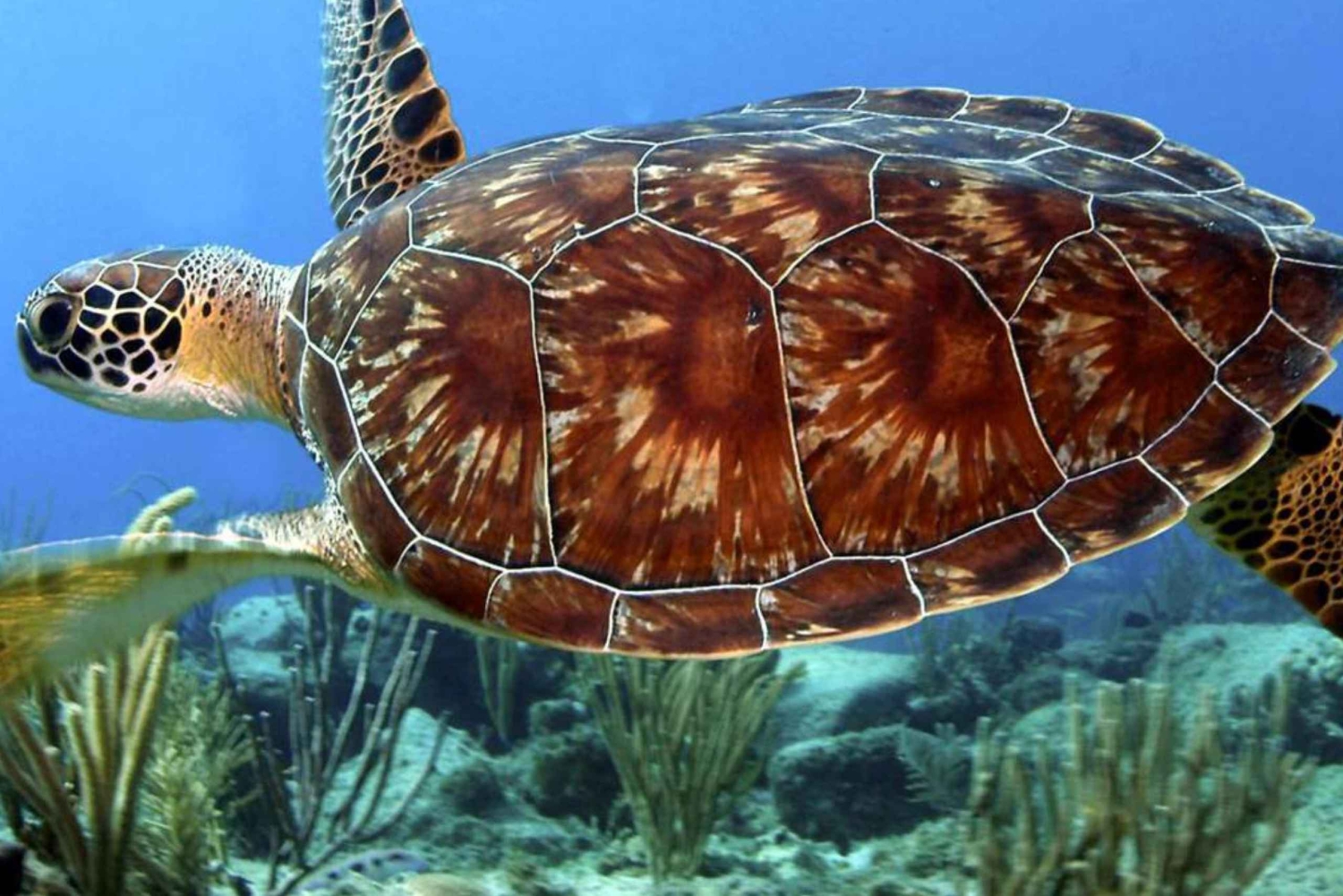 Zanzibar: Mnemba Atoll, Mnarani Aquarium & Nungwi Beach