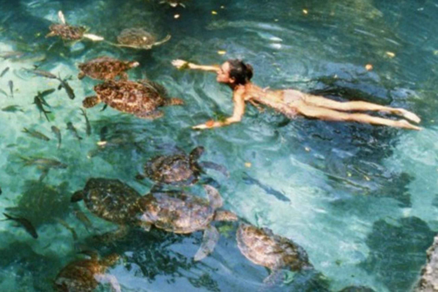 Zanzibar: Mnemba Atoll, Mnarani Aquarium & Nungwi Beach