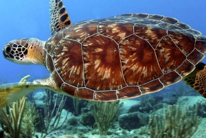 Zanzibar: Mnemba Atoll, Mnarani Aquarium & Nungwi Beach