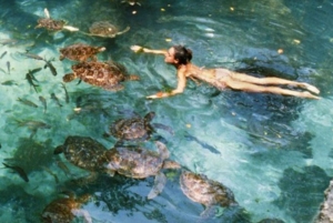 Zanzibar: Mnemba Atoll, Mnarani Aquarium & Nungwi Beach