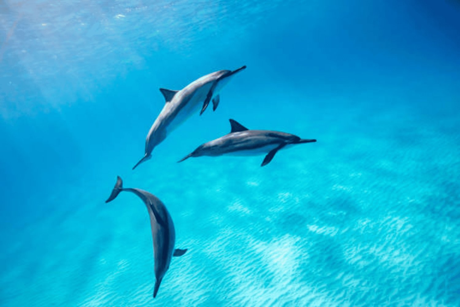 Sansibar: Schnorchelabenteuer im Mnemba-Atoll & Delfin-Touren